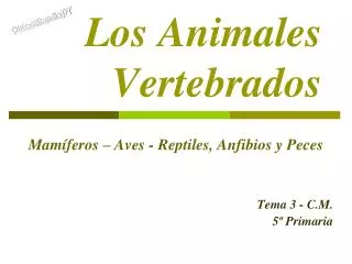 los animales vertebrados