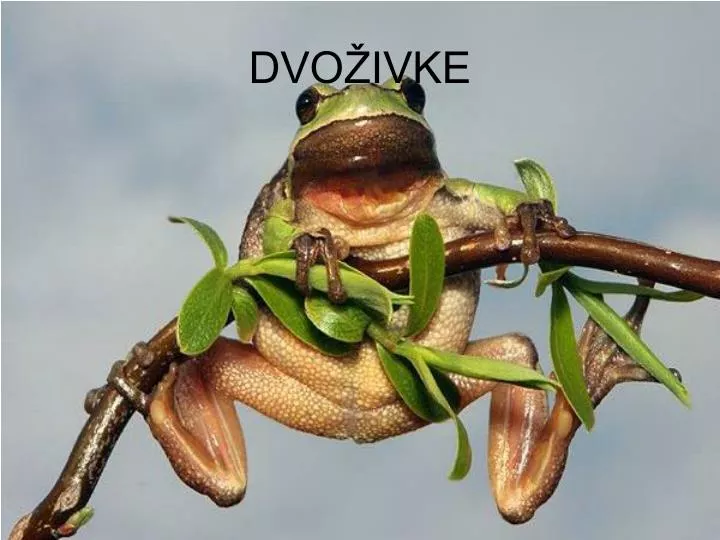 dvo ivke