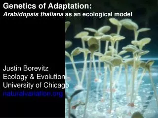 Light Affects the Entire Plant Life Cycle