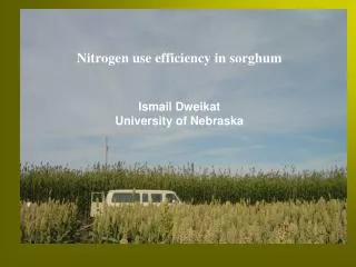 Nitrogen use efficiency in sorghum Ismail Dweikat University of Nebraska