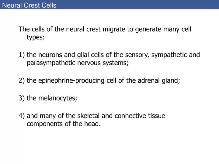 neural crest cells