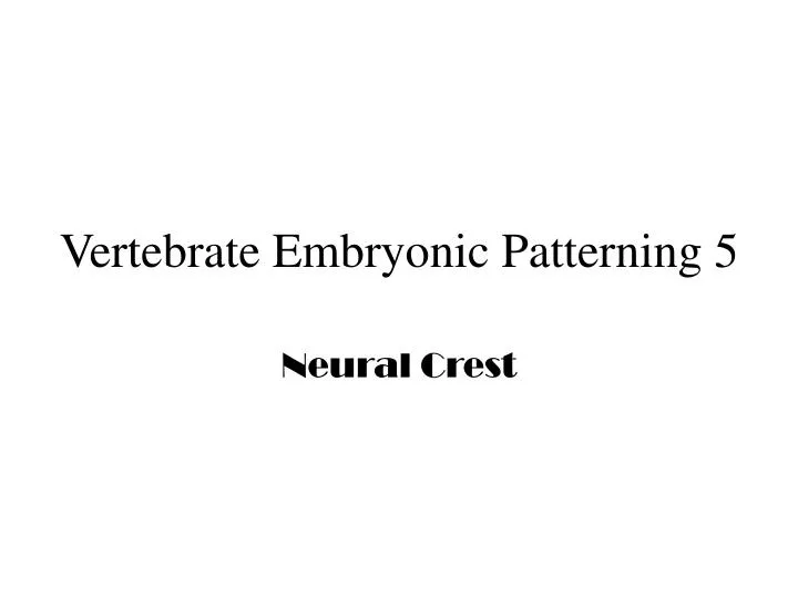 vertebrate embryonic patterning 5