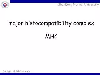 major histocompatibility complex mhc