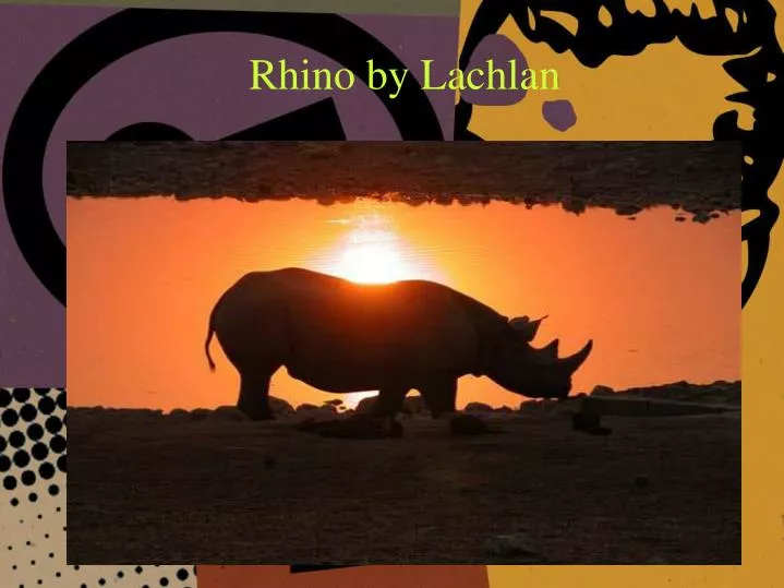 rhino by lachlan