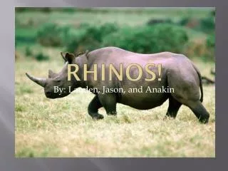 Rhinos!