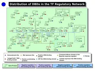 Distribution of DBDs in the TF Regulatory Network