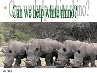 Can we help white rhino?