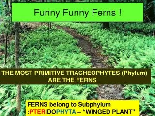 Funny Funny Ferns !