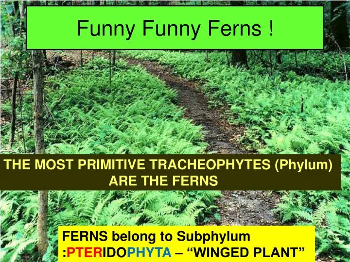 funny funny ferns