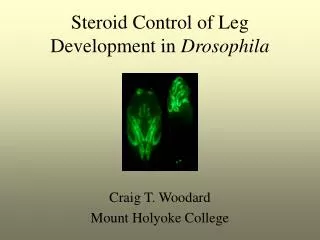 Steroid Control of Leg Development in Drosophila