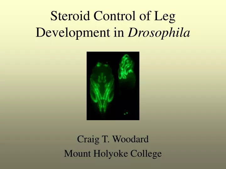 steroid control of leg development in drosophila
