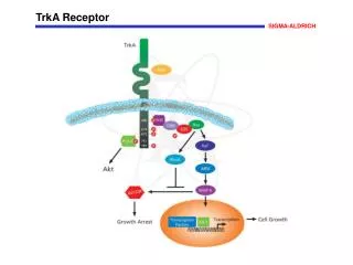 TrkA Receptor