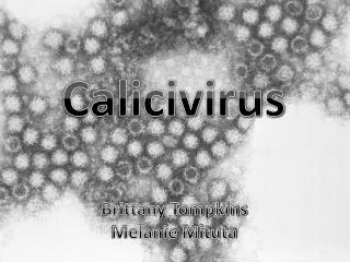 Calicivirus