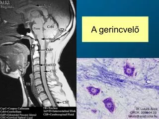 a gerincvel