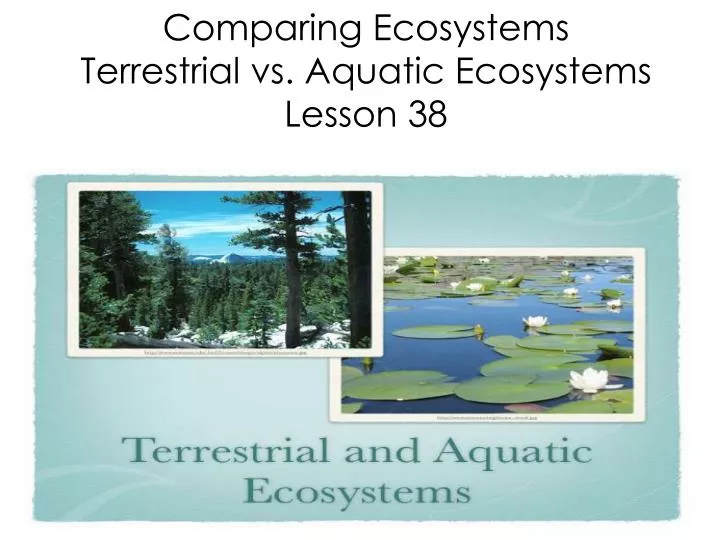 comparing ecosystems terrestrial vs aquatic ecosystems lesson 38
