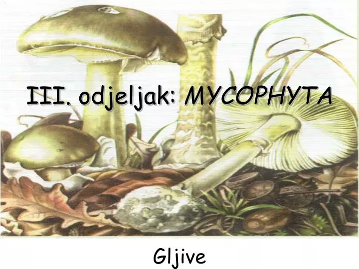 iii odjeljak mycophyta