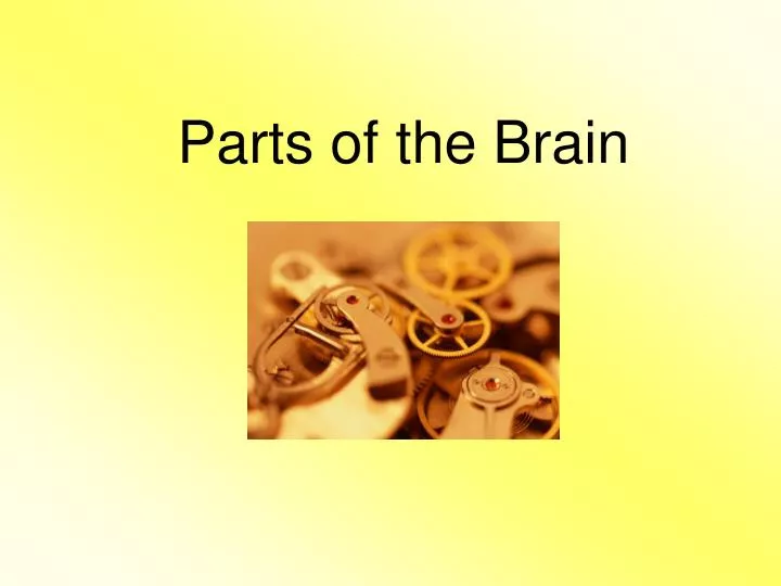 parts of the brain