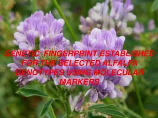 GENETIC FINGERPRINT ESTABLISHED FOR THE SELECTED ALFALFA GENOTYPES USING MOLECULAR MARKERS