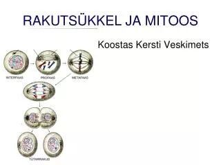 rakuts kkel ja mitoos