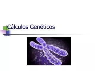 c lculos gen ticos