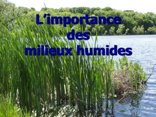 l importance des milieux humides