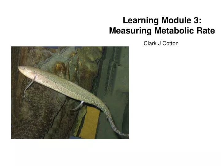 learning module 3 measuring metabolic rate