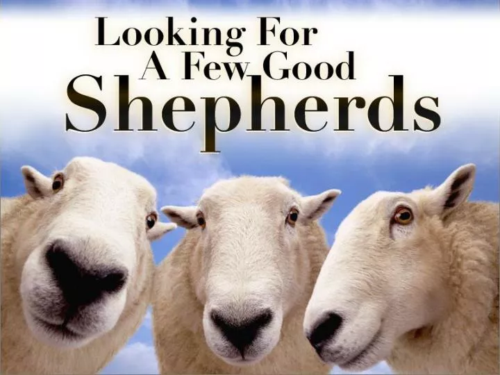 looking for shepherds