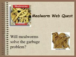 Mealworm Web Quest