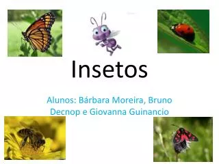 insetos