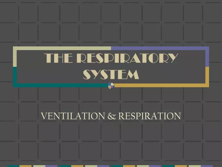 the respiratory system