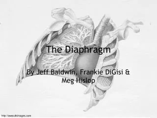 the diaphragm