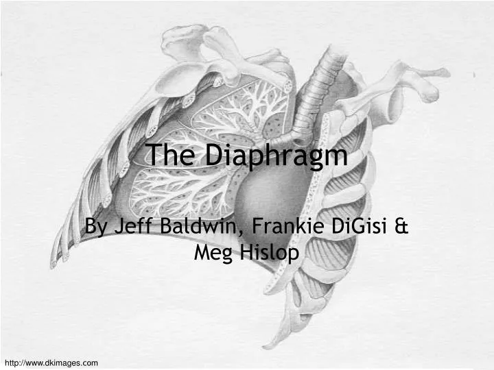 the diaphragm