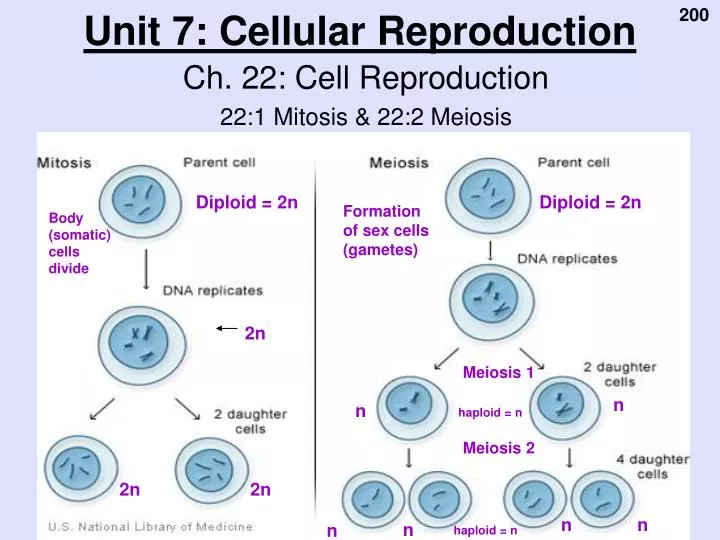 unit 7 cellular reproduction