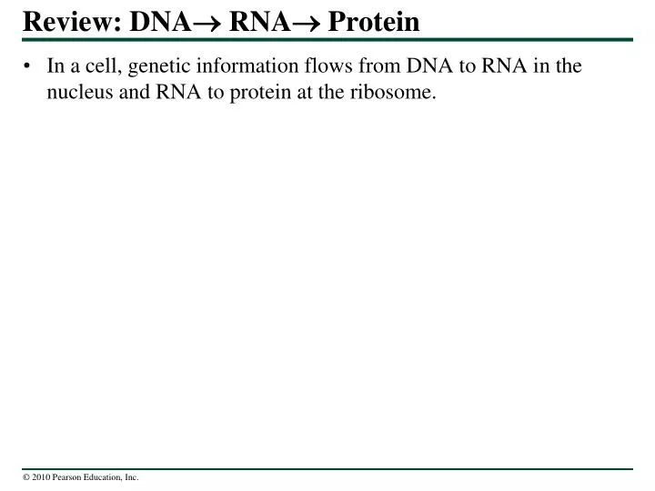 review dna rna protein
