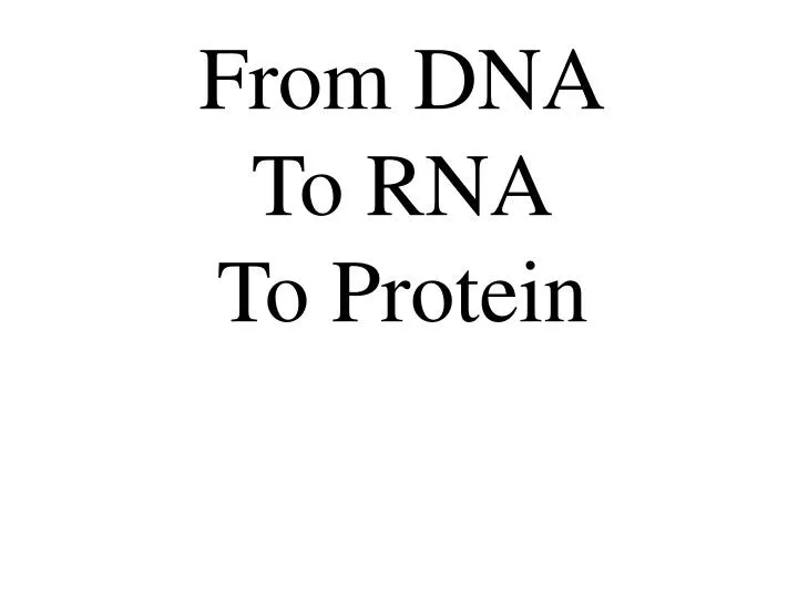 from dna to rna to protein