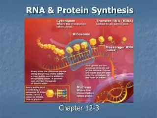 RNA &amp; Protein Synthesis