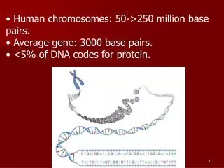 Human chromosomes: 50-&gt;250 million base pairs. Average gene: 3000 base pairs.