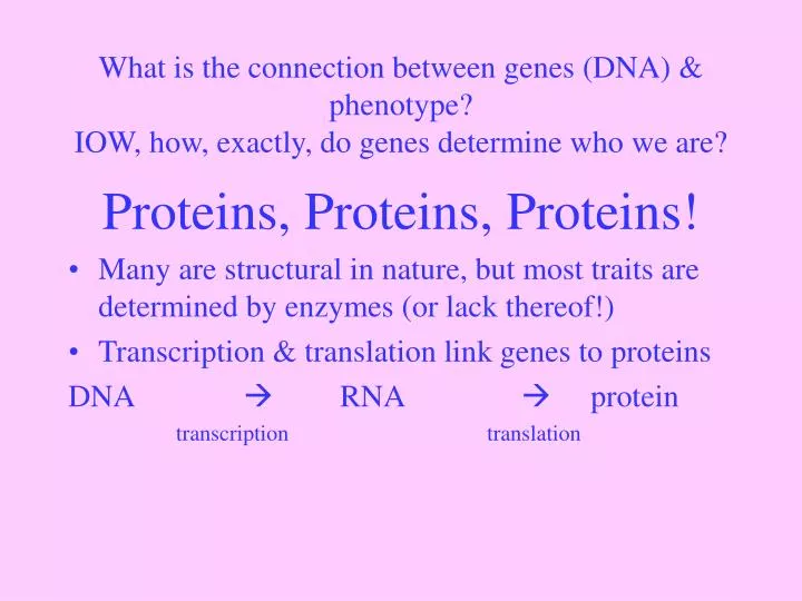 what is the connection between genes dna phenotype iow how exactly do genes determine who we are