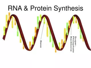 RNA &amp; Protein Synthesis