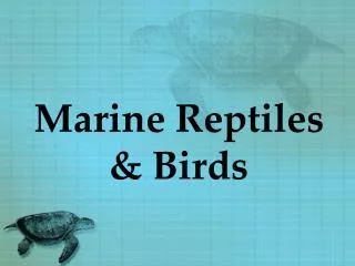 Marine Reptiles &amp; Birds