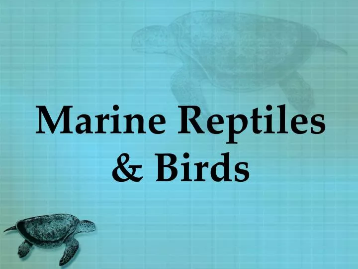 marine reptiles birds