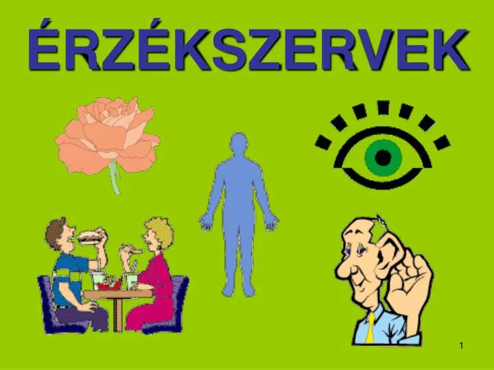 rz kszervek