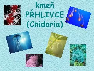 kme p hlivce cnidaria