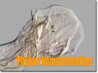 Phylum Nematelminthes