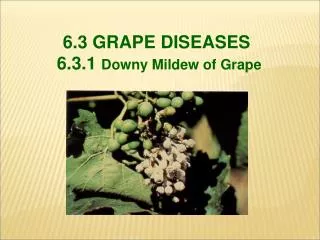 6.3 GRAPE DISEASES 6.3.1 Downy Mildew of Grape
