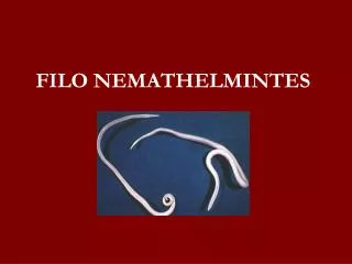 filo nemathelmintes