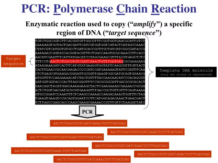 pcr p olymerase c hain r eaction