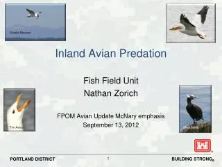 Inland Avian Predation