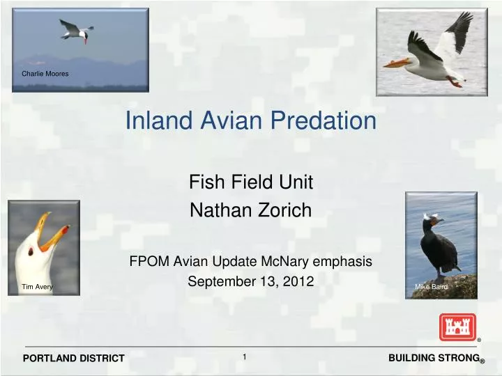 inland avian predation