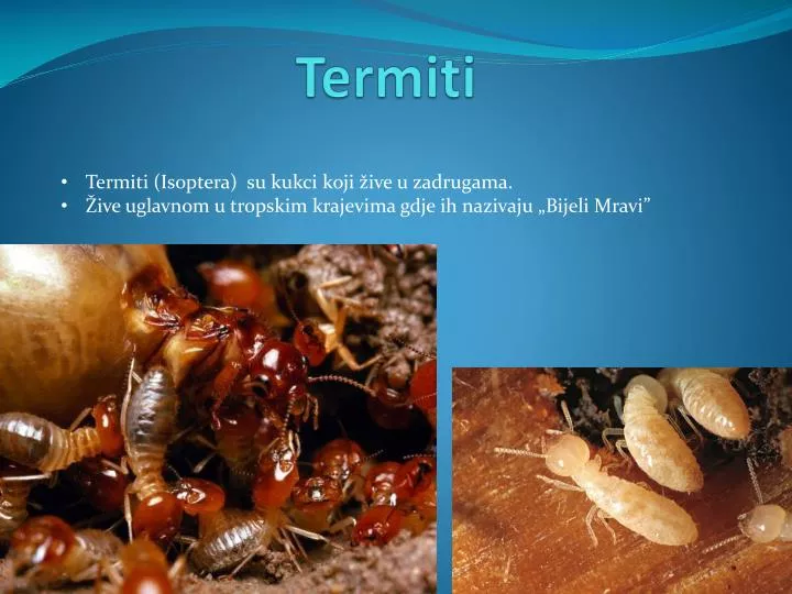 termiti